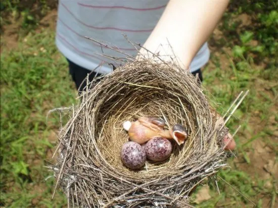 招募|一起来监督与观察新型生态破坏行为