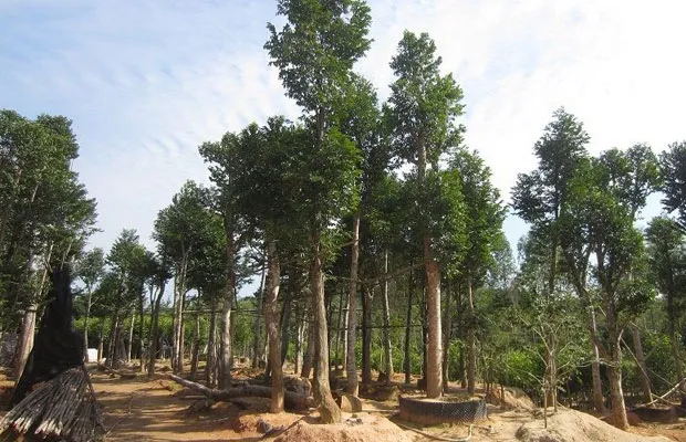 招募|一起来监督与观察新型生态破坏行为