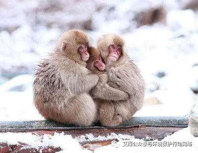 2024预测三 | “抱团取暖”做不了环保公益